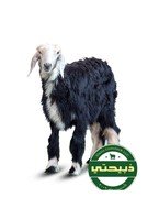 Najdi Sheep - Local