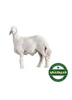 Harri Sheep - Local