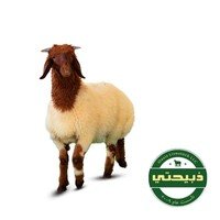 Naimi Sheep - Local