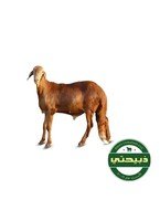 [ZC670850C1F292481936CZ-1] Swakny Sheep - Sudan