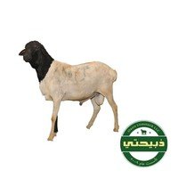 Barbary Sheep - Somalia